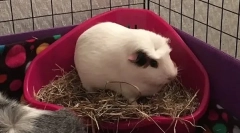 Ako naučiť morča na zásobník